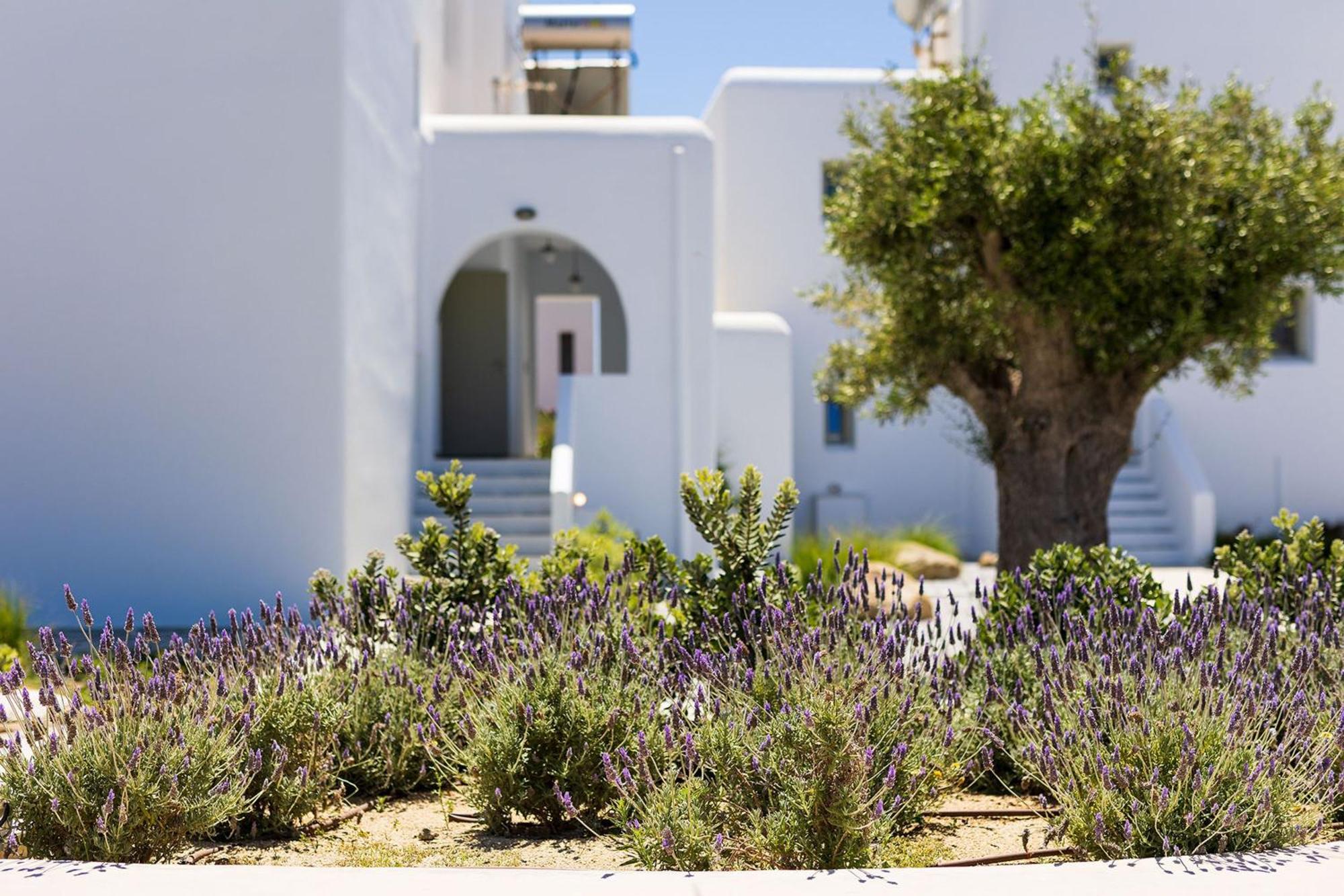 Plaka Villas Naxos - Villa Matina Villa Sofia Maragkas Zewnętrze zdjęcie